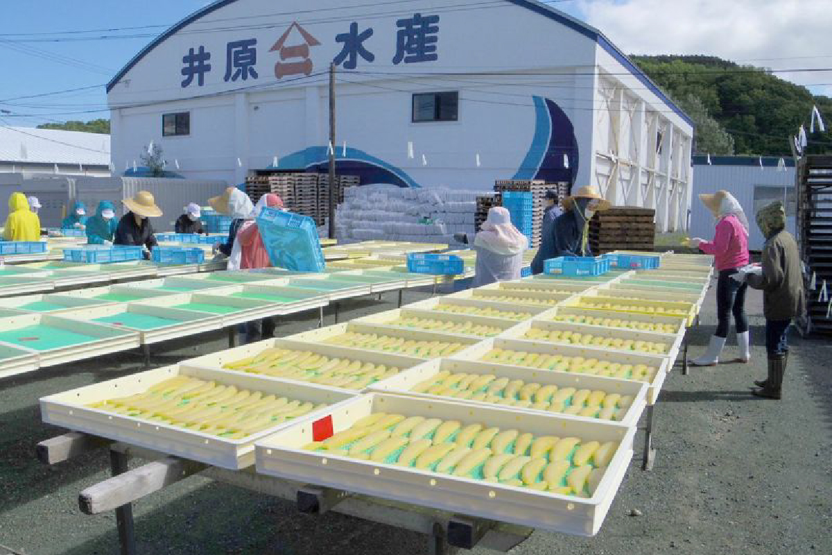 【井原水産】干数の子（特特特特）100g　数の子　おつまみ　珍味　ご飯のお供　お酒のお供