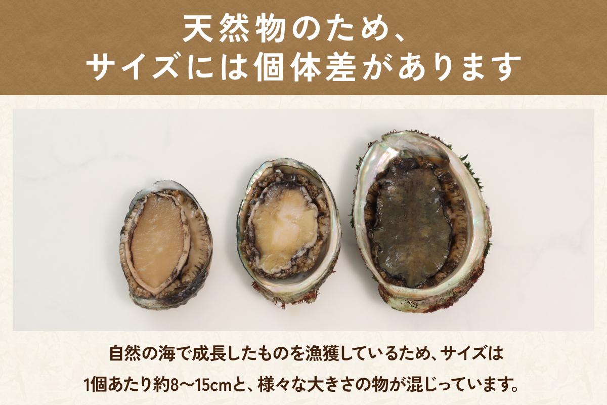 	【産地直送】北海道留萌産天然冷凍エゾアワビ3～5個 冷凍 魚貝 貝 殻付 海鮮 海産物 海の幸 魚介 魚介類 刺身 刺し身 お刺身 アワビ 鮑 エゾアワビ 留萌産 R006-008 