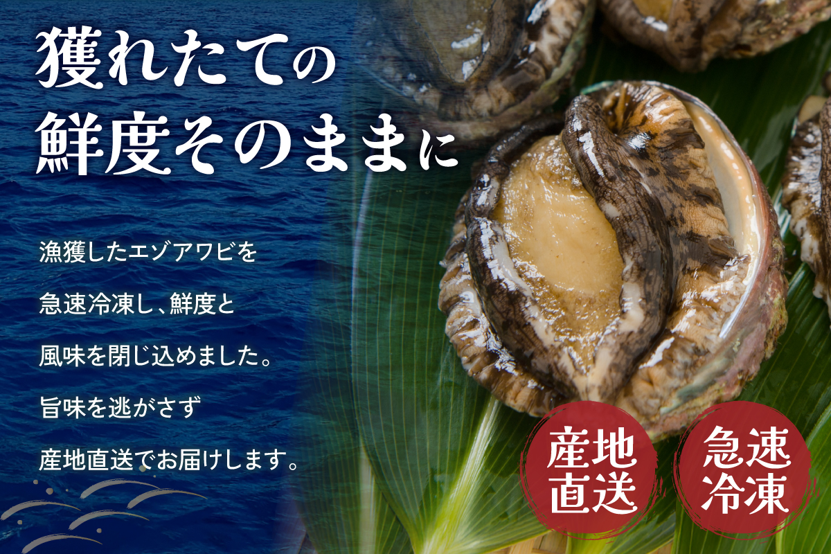 	【産地直送】北海道留萌産天然冷凍エゾアワビ3～5個 冷凍 魚貝 貝 殻付 海鮮 海産物 海の幸 魚介 魚介類 刺身 刺し身 お刺身 アワビ 鮑 エゾアワビ 留萌産 R006-008 