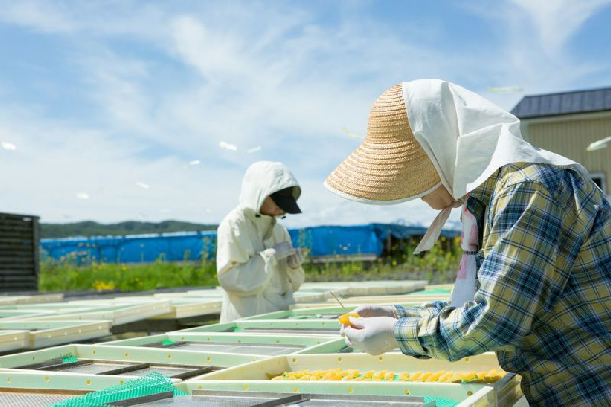【井原水産】干数の子（特特特特）100g　数の子　おつまみ　珍味　ご飯のお供　お酒のお供