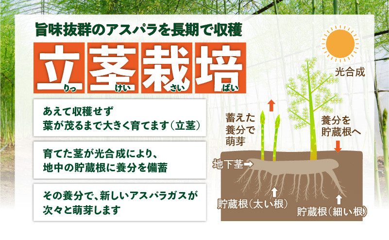 ロマンス農園 ろまんスティック 2Lサイズ 5kg アスパラガス 野菜 やさい 2Lサイズ 旨味 うま味 新鮮 やわらかい みずみずしい 糖度