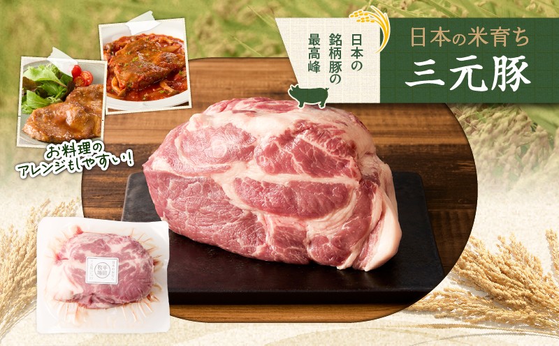 【全3回 毎月定期便】日本の米育ち平田牧場三元豚肩ロースブロック 1.2kg 定期便 定期 肉 お肉 にく 豚 豚肉 ブタ ぶた 三元豚