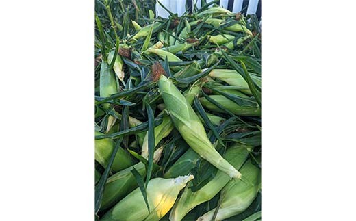 【2026年8月中旬発送開始】北海道産とうもろこし（恵味ゴールド10本・ピュアホワイト10本セット） EB8-0449 