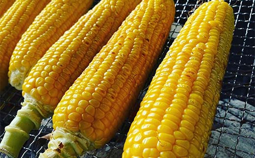 朝もぎ直送｜北海道江別産AmbitiousFarm　極甘スイートコーン　