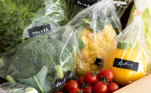 季節の彩り野菜セットSサイズ(5～7品) 野菜 詰め合わせ 新鮮 産地直送 北海道 江別市 EB8-0153