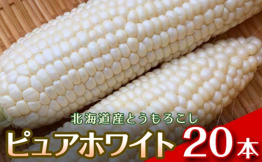 【2026年8月中旬発送開始】北海道産とうもろこし（ピュアホワイト20本） EB8-0447 