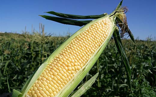 朝もぎ直送｜北海道江別産AmbitiousFarm　極甘スイートコーン　