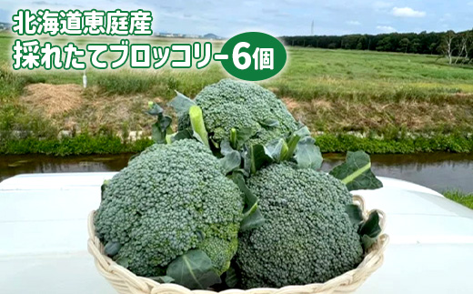 北海道恵庭産採れたてブロッコリー6個【80001002】