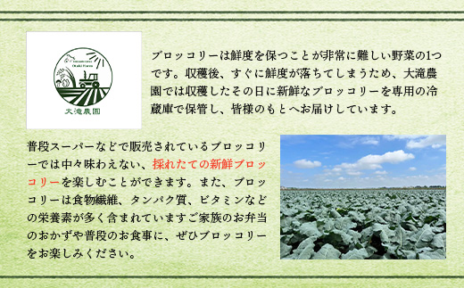 北海道恵庭産採れたてブロッコリー3個【80000901】