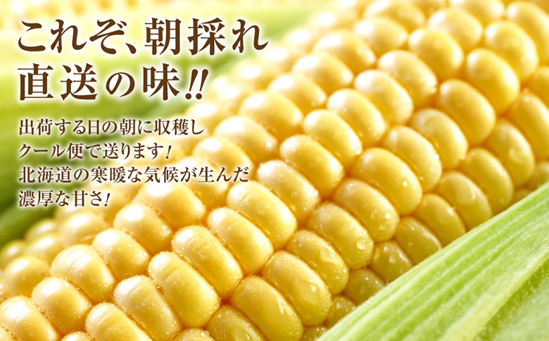 【北海道恵庭市産】朝どりスイートコーン×10本【310024】
