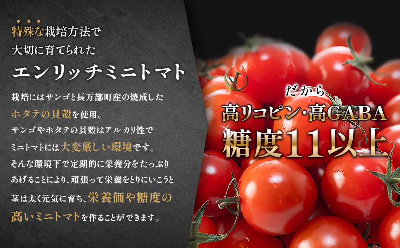 【先行予約】PREMIUM ENRICH MINI TOMATO プレミアムエンリッチミニトマト 300g | オンライン申請 ふるさと納税 北海道 長万部 ミニトマト プレミアム エンリッチ 高糖度 トマト 糖度11以上 フルーツトマト リコピン GABA 美容 健康 安心 新鮮 野菜 甘い プレゼント ギフト 贈り物 お取り寄せ ワンストップ マイページ 長万部アグリ 長万部町【070007】