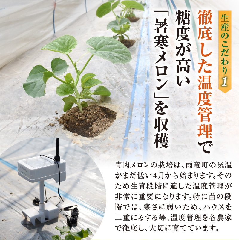 【令和8年産先行予約】北海道産 暑寒メロン  2玉(3.2kg以上 × 1箱)《2026年7月より発送予定》メロン 先行予約 北海道 青肉 糖度 14度以上 2026年 7月 ブランドメロン