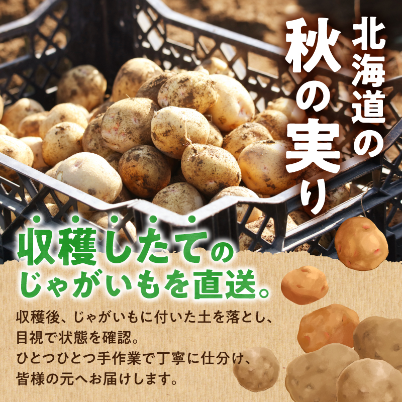 【先行予約】【9月下旬発送】北海道産 じゃがいも きたあかり 5kg 別名「栗じゃが」 甘くておいしい ジャガイモ 芋 いも 秋野菜 季節の野菜 直送農場 北海道雨竜町産 サイズ混同 野菜 U012-0001