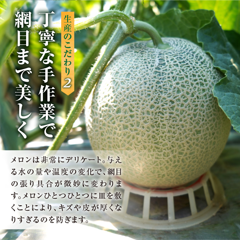 【令和8年産先行予約】北海道産 暑寒メロン 1玉 (1.6kg以上×1箱) 《2026年7月より発送予定》 メロン 先行予約 北海道 青肉 糖度 14度以上 2026年 7月 ブランドメロン