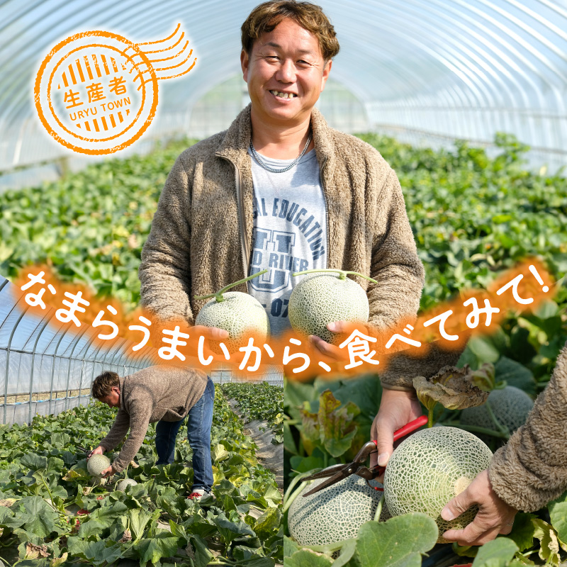 【令和8年産先行予約】北海道メロン 暑寒レッド 1玉 (1.6kg以上×1箱)《2026年9月より発送予定》メロン 先行予約 北海道 赤肉 糖度 14度以上 2026年 9月 ブランドメロン
