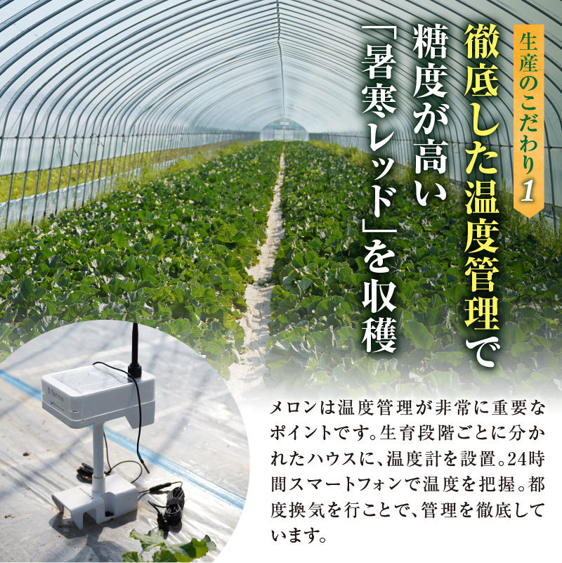 【令和8年産先行予約】【訳あり】北海道メロン 暑寒レッド 1玉 (1.6kg以上×1箱)《2026年9月より発送予定》ワケあり 家庭用 赤肉メロン わけあり 規格外 傷 不揃い くだもの フルーツ メロン めろん 9月 北海道 雨竜町