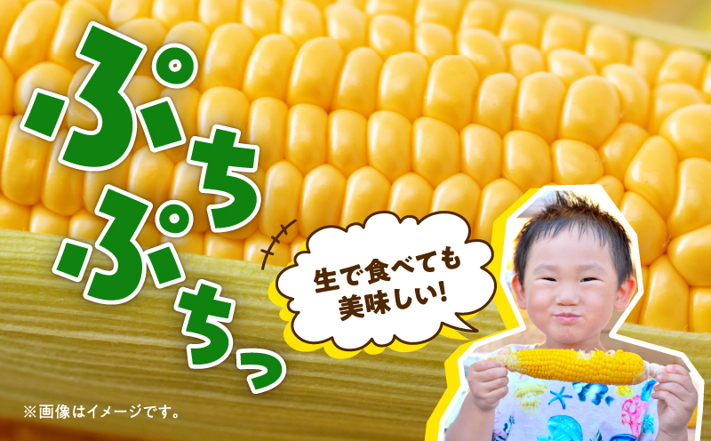 【令和8年産先行受付】生でも美味しい！ とうもろこし 「 サニーショコラ 」 10本（Lサイズ）【配送不可地域：沖縄・離島】