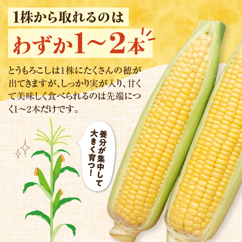 【2026年8月～発送開始！】北海道十勝清水町産 黄金の甘さ ゴールドラッシュ！サイズ混合 10～12本 【北海道産 2026年 とうもろこし とうきび 産直 産地直送 サイズ混合 野菜 家庭用 清水町 北海道】