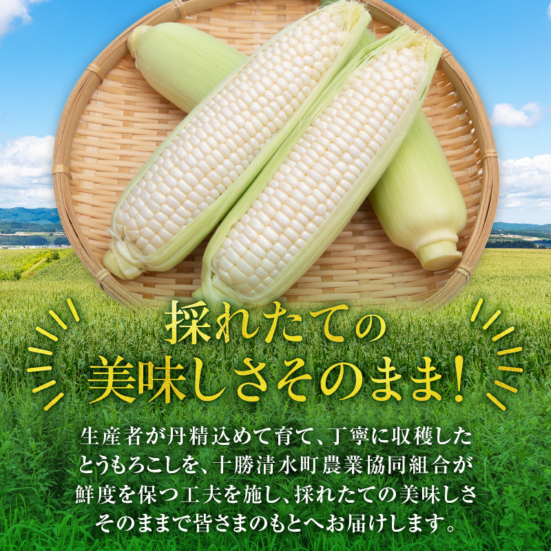 【2026年8月～発送開始！】北海道十勝清水町産 希少品種！ 白いとうもろこし 雪の妖精 サイズ混合 10～12本 【北海道産 2026年 とうもろこし とうきび とうきび コーン 白いとうもろこし 産直 産地直送 清水町 北海道】 