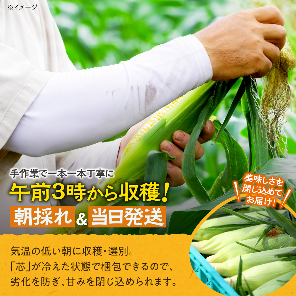 先行受付！【2026年8月頃～発送開始！】北海道十勝清水町産 恵味 サイズ混合 10本 北海道産 2026年 とうもろこし とうきび 産直 産地直送 清水町 北海道