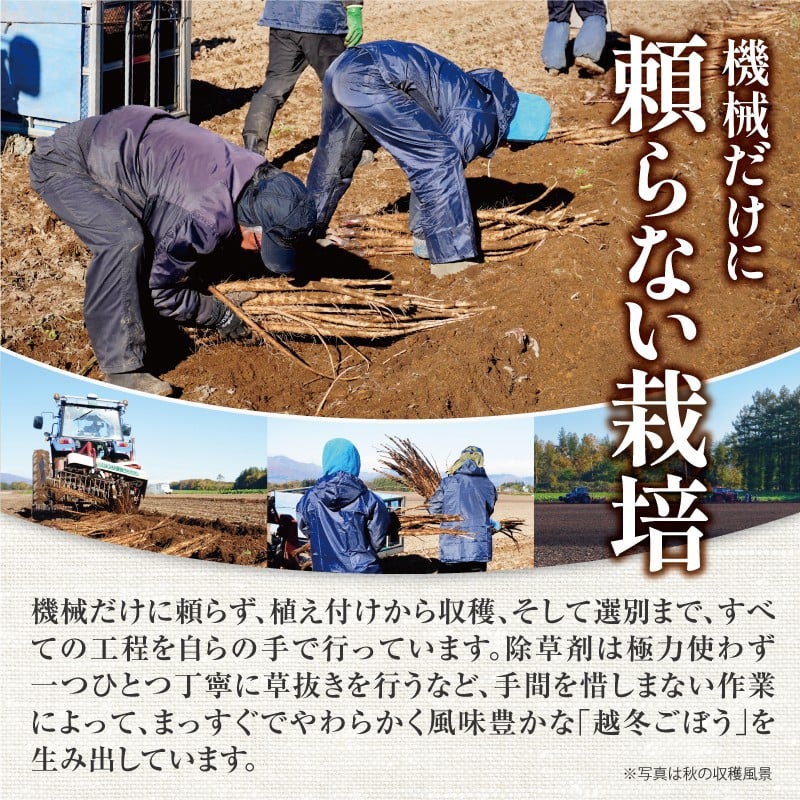 【先行予約】2026年秋 北海道十勝清水町産 秋堀りごぼう 10kg 土付き 手作業収穫 食物繊維豊富 新鮮 野菜 秋の味覚_S045-0004