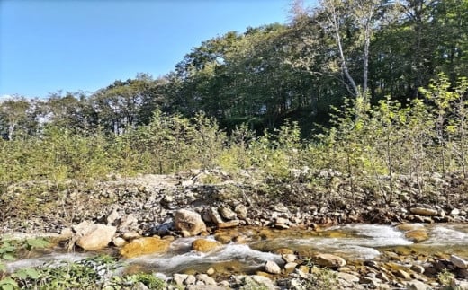 十勝ワッカの森キャンプ場 サウナチケット【北海道 清水町 キャンプ サウナ 整う 貸し切り アウトドア チケット 利用券 優待券 旅行 バーベキュー BBQ グランピング テント ペットサイト ドックラン オートサイト 大自然】