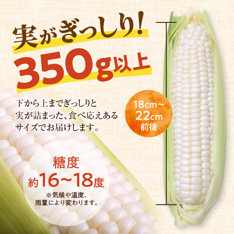【2026年8月～発送開始！】北海道十勝清水町産 希少品種！ 白いとうもろこし 雪の妖精 サイズ混合 10～12本 【北海道産 2026年 とうもろこし とうきび とうきび コーン 白いとうもろこし 産直 産地直送 清水町 北海道】 