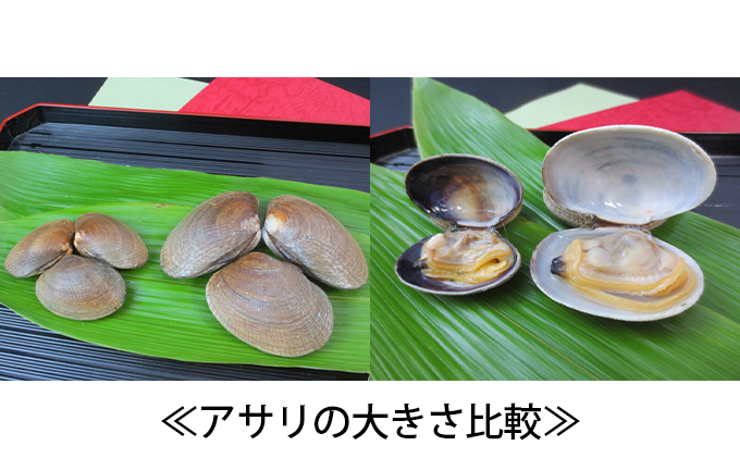 北海道厚岸産 特大 あさり (砂出し済み)  500g ×2袋 (合計約1kg) アサリ 浅利 