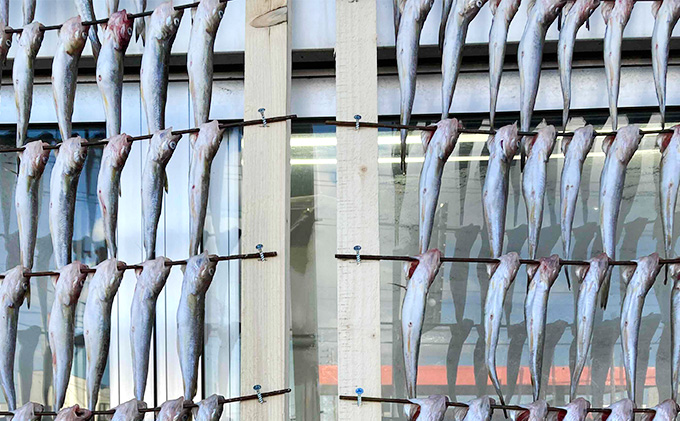 先行予約 2027年2月発送 北海道 厚岸産 丸干しコマイ 190g×5パック ソウルフード 魚貝類 干物 焼魚 おつまみ 冷凍 厚岸湖 天日干し 焼くだけ おかず 
