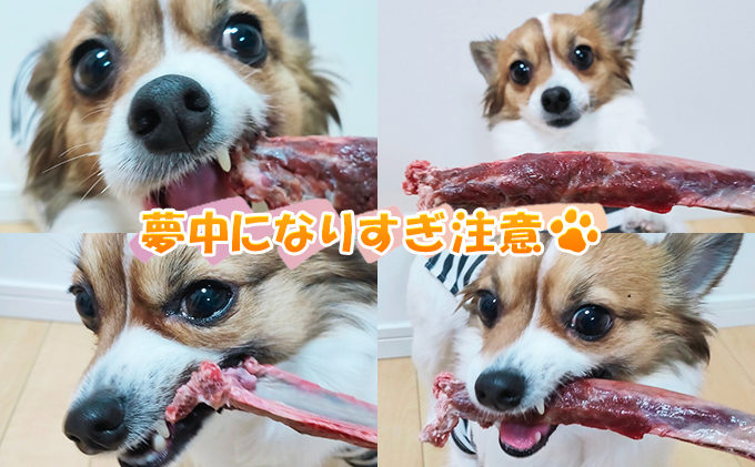 ペットフード 鹿肉 北海道産 ペット用 鹿 生あばら骨 500g×1 【deer food】[犬 エゾシカ 犬用 おやつ 鹿肉 ドックフード えぞしか肉 ジビエ ご褒美 ストレス解消 歯石ケア ] 