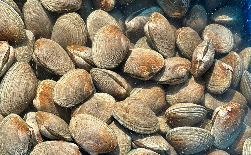 北海道 厚岸産 砂抜き済み あさり 4kg ＆ ブランド牡蠣 マルえもん 殻付き LLサイズ 20個 【光輝】 [ 魚貝類 海鮮 海の幸 みそ汁 酒蒸し アサリバタ 産地直送 生食用牡蠣 生食用 牡蠣 カキ ］