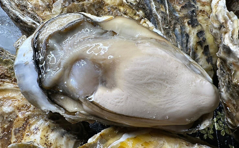 【お歳暮】北海道 厚岸産 砂抜き済み あさり 1kg ＆ ブランド牡蠣 マルえもん 殻付き LLサイズ 20個 【光輝】 [ 魚貝類 海鮮 海の幸 みそ汁 酒蒸し アサリバタ 産地直送 生食用牡蠣 生食用 牡蠣 カキ 