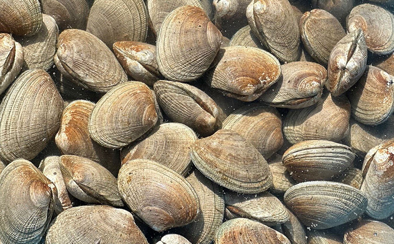 【お歳暮】北海道 厚岸産 砂抜き済み あさり 1kg ＆ ブランド牡蠣 マルえもん 殻付き LLサイズ 20個 【光輝】 [ 魚貝類 海鮮 海の幸 みそ汁 酒蒸し アサリバタ 産地直送 生食用牡蠣 生食用 牡蠣 カキ 