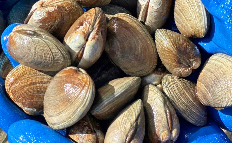 訳あり 北海道 厚岸産 砂抜き済み あさり 1.3kg【光輝】 [ 海産物 海の幸 味が濃い 貝類 貝 みそ汁 酒蒸し アサリバター 食材 食べ物 パスタ ] 