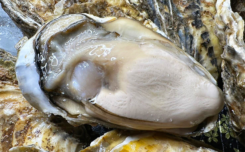 訳あり 北海道 厚岸産 砂抜き済み あさり & 殻付き 牡蠣  各500g 【光輝】 [ 魚貝類 海鮮 海の幸 みそ汁 酒蒸し アサリバタ 産地直送 生食用牡蠣 生食用 牡蠣 カキ ］