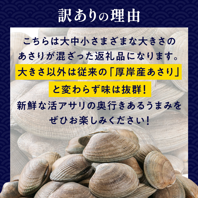 訳あり あさり 北海道 厚岸産 砂出し済み 活あさり 1kg(500g×2)【厚岸海産】[ アサリ 浅利 魚貝 海鮮 大粒 美味しい 栄養 旨み 砂出し 水洗い 冷蔵 便利 厚岸町 ]