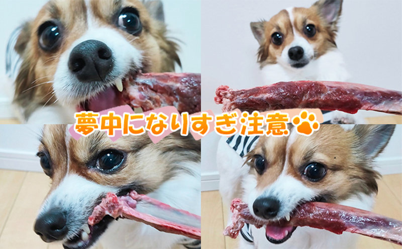 ペットフード 鹿肉 北海道産 ペット用 鹿 カット肉 1kg 生あばら骨 500g×1 【deer food】[ 犬 エゾシカ 犬用 おやつ 鹿肉 ドックフード えぞしか肉 ジビエ ご褒美 ストレス解消 歯石ケア ] 