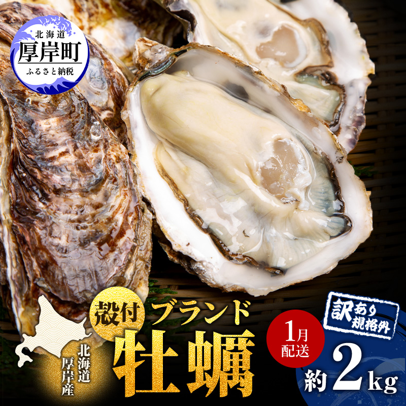 1月配送 訳あり ハーフ 規格外 牡蠣 北海道厚岸産 殻付カキ 約2kg（11～25個）カキナイフ付 生食 魚貝類 生牡蠣 かき 生カキ カキフライ マルえもん いびつな形 四季によって違う味わい コクがあり濃厚