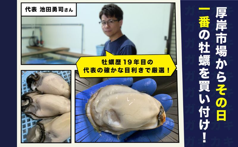 北海道厚岸産 生食用 殻付カキ Mサイズ  12個　マルえもん 魚貝類 海の幸 海のミルク 海鮮 国産 北海道産 オイスター つまみ お酒 あて 肴 生牡蠣 メルマガ掲載商品1