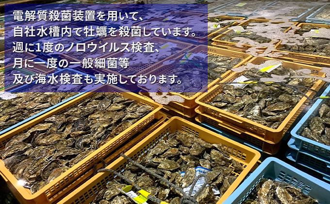 【 3ヵ月 定期便 】 北海道厚岸産 生食用 殻付カキ 3Lサイズ  12個　マルえもん 魚貝類 海の幸 海のミルク 海鮮 国産 北海道産 オイスター つまみ お酒 あて 肴 生牡蠣 メルマガ掲載商品1
