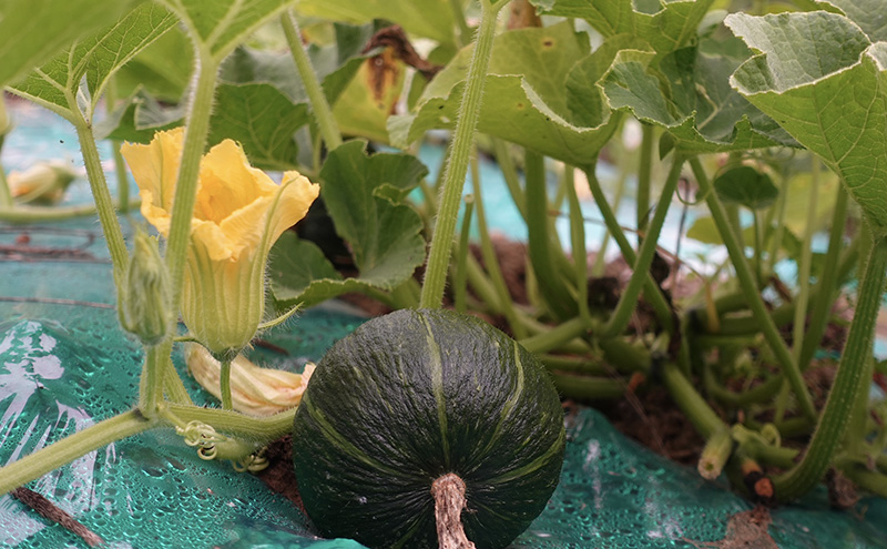 厚岸ハスカ 坊ちゃんかぼちゃ 約3kg（6～9個入り） 野菜 味が濃い 甘い 北海道産 北海道かぼちゃ パンプキン
