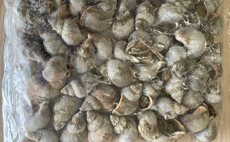 北海道産 ボイル 冷凍 磯つぶ 1kg×1パック つぶ 煮つぶ ツブ 貝