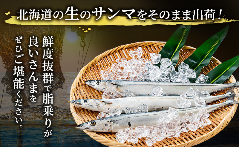 先行予約 産地直送 鮮度抜群 北海道 厚岸産 刺身用 鮮さんま 5本 サンマ 秋刀魚 さんま 鮮魚 魚介類 海産 生さんま