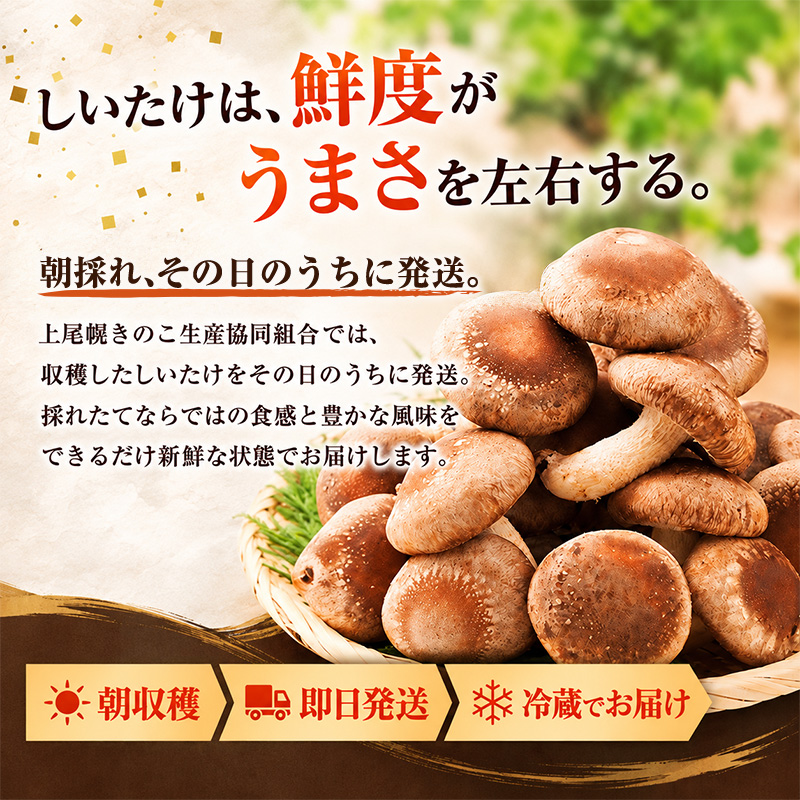 訳あり 椎茸 北海道 厚岸町 上尾幌 朝どれ 菌床 しいたけ 「極茸」 バラ 1kg 【上尾幌きのこ生産協同組合】[ きのこ キノコ 新鮮 肉厚 国産  品評会で金賞受賞 ]