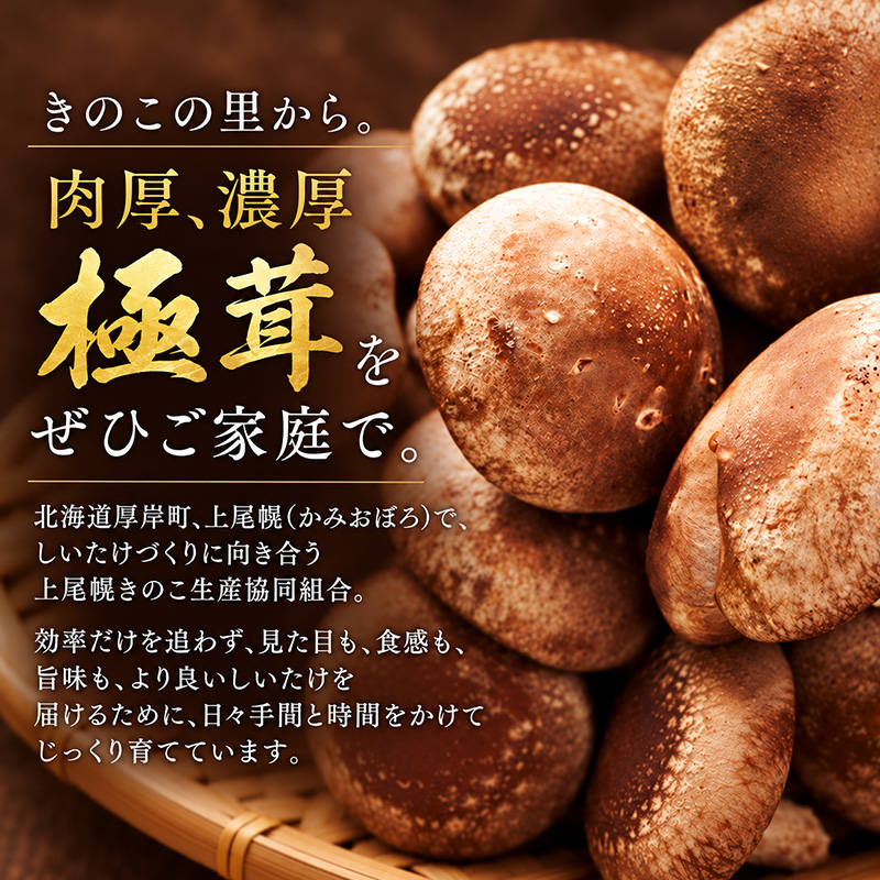 訳あり 椎茸 北海道 厚岸町 上尾幌 朝どれ 菌床 しいたけ 「極茸」 バラ 1kg 【上尾幌きのこ生産協同組合】[ きのこ キノコ 新鮮 肉厚 国産  品評会で金賞受賞 ]