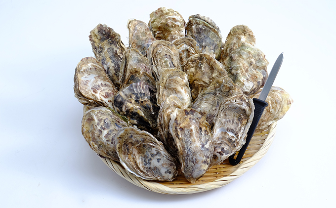 3ヶ月 定期便 厚岸産 殻付き 牡蠣 Ｌサイズ 20個入 (各回20個×3ヶ月分,合計60個) カキナイフ付き 加熱容器付き 魚貝類 生牡蠣 かき 殻付き牡蠣 マルえもん 3カ月 3回 メルマガ掲載商品2 