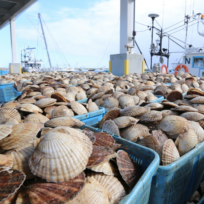 【緊急支援品】 朝どり 新鮮出荷 活ホタテ 特大 3kg前後(10枚前後)　北海道 野付産 食べ応え抜群【UY0000013】（ほたて ホタテ 帆立 貝柱 ホタテ貝柱 大玉 大粒 北海道 別海 野付 ふるさと納税）