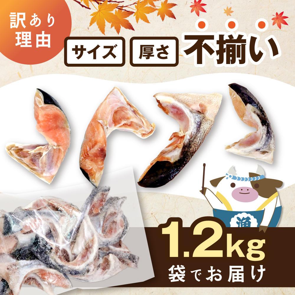 北海道産 秋鮭 カマ 1.2kg 有塩