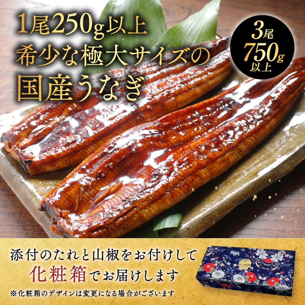 （6月）国産 希少 極大 特上うなぎ(250g×3尾)