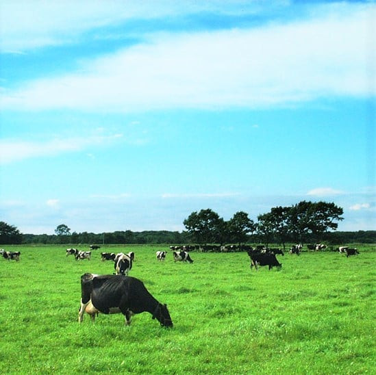 べつかいの牛乳屋さん16本とのむヨーグルト10本（プレーン/いちご各5本）